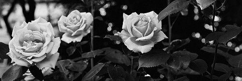 To_oq1's profile banner image