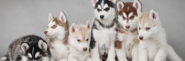 Howell MS South banner