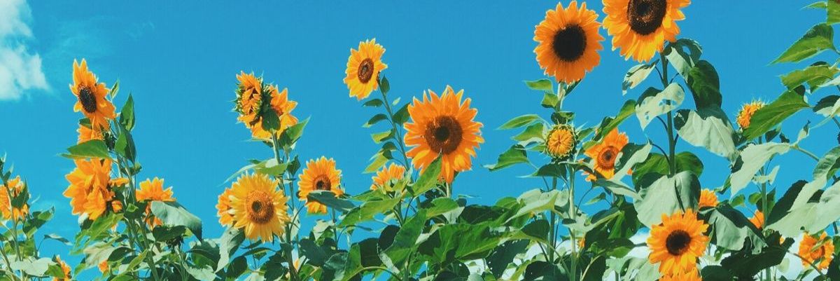 edge banner