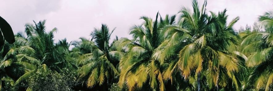 CurioussMindset's profile banner image