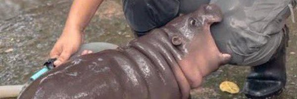 rubberneckin Profile Banner