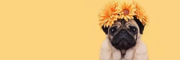 VasitodTequila's profile banner image