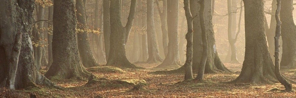 theHunterAnsley's profile banner image