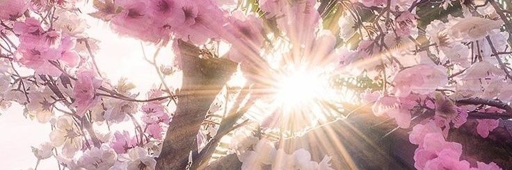 ArianeVLopes's profile banner image