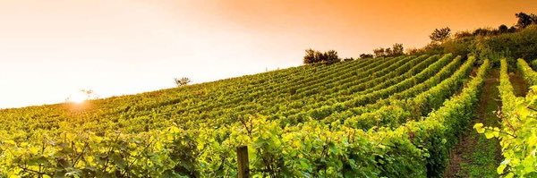 Nicolas Ceretti banner