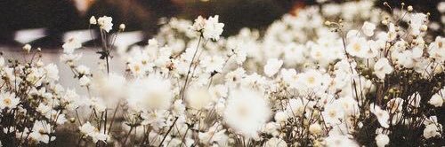 Frences banner