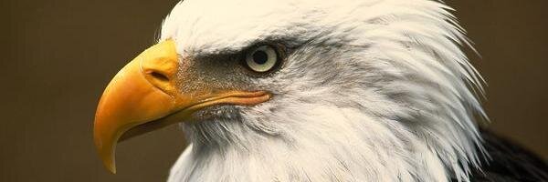MMCEagles's profile banner image