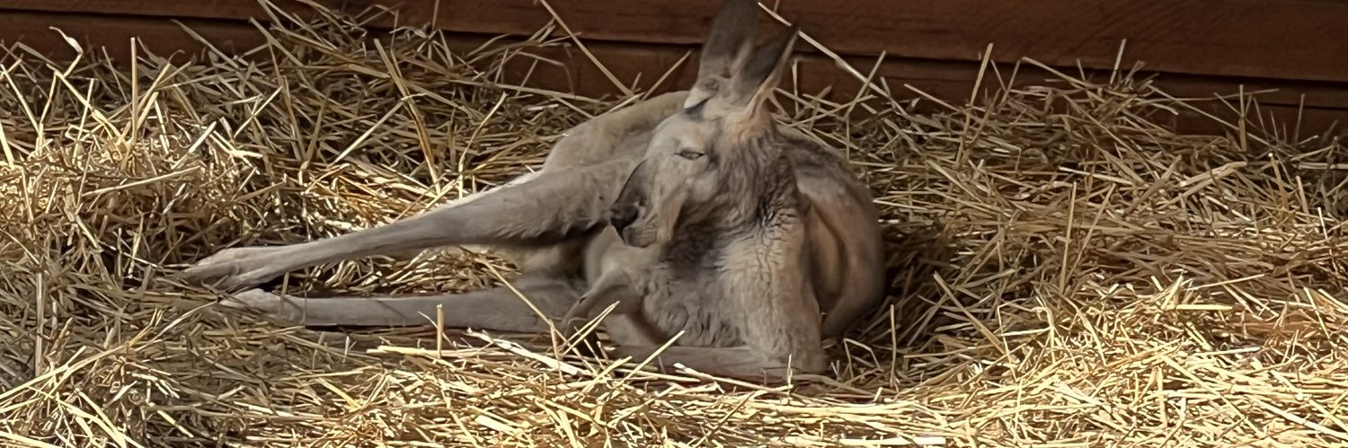_kangaroolovers's profile banner image