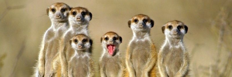 gulcincamlibel's profile banner image