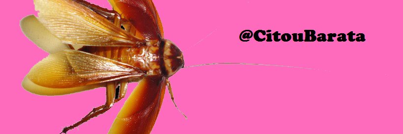 CitouBarata's profile banner image