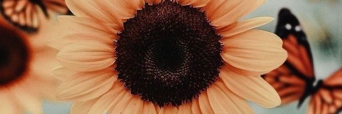 AmandaMBernarde's profile banner image
