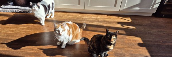 Corinnekeijzer Profile Banner