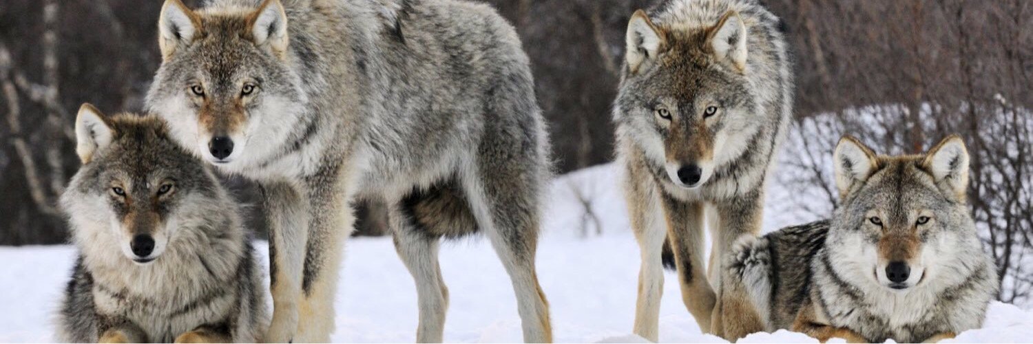 Danielwolf64's profile banner image