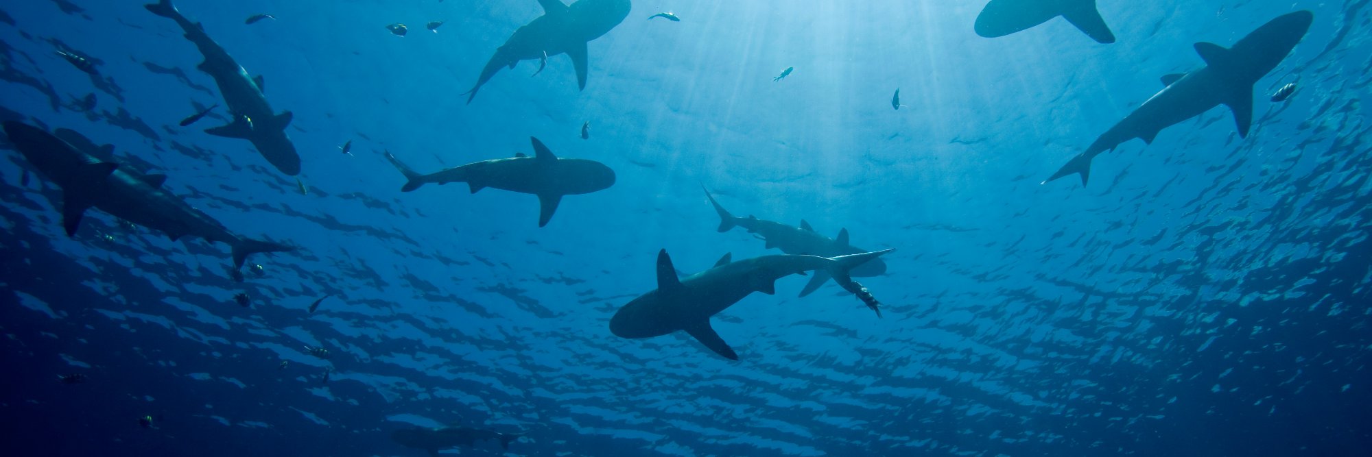 Kenneth "Shark" Kinney banner