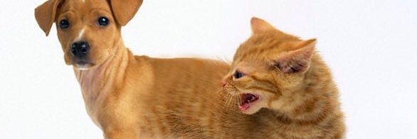 theharpplayer's profile banner image