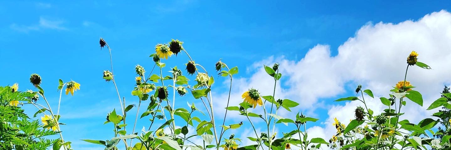 4manda_pandaa's profile banner image