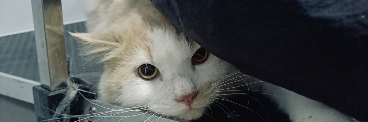 Cleopatraxx_'s profile banner image