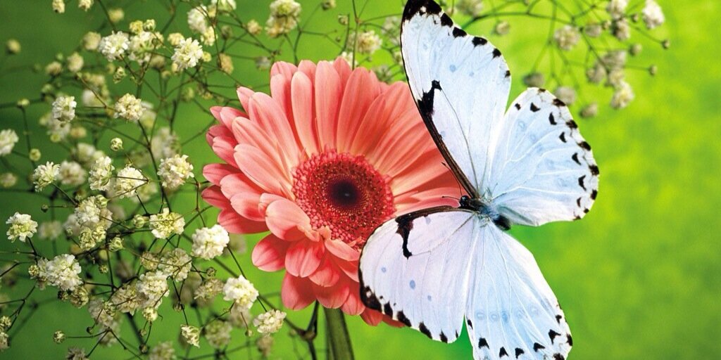 CoreyButterfly's profile banner image
