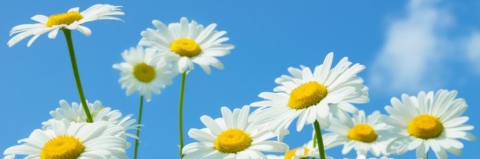 SaltAPeppar's profile banner image