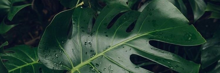 trifenilfosfina's profile banner image