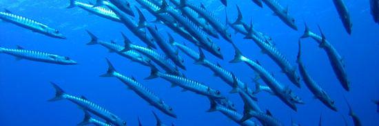 Bojan Cvetkovic banner