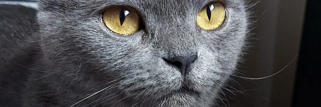 ahobabc's profile banner image