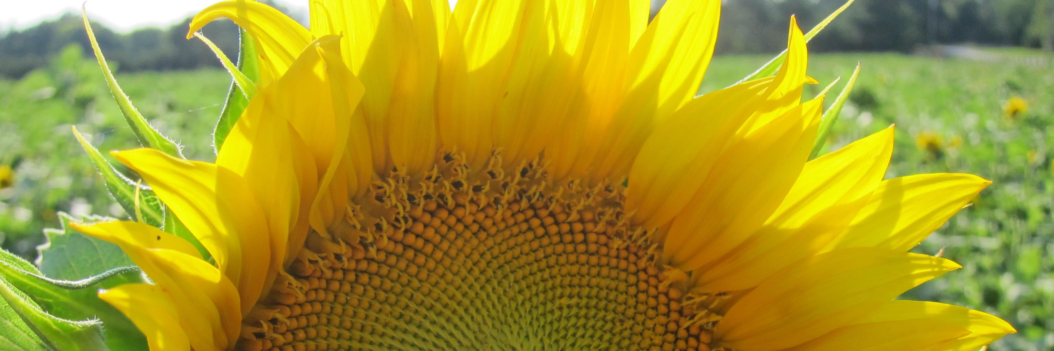 Janice McDonald banner