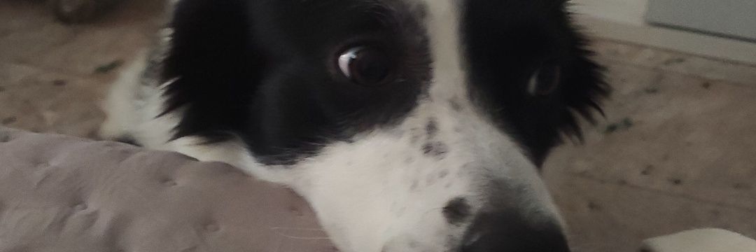 Boizeras's profile banner image
