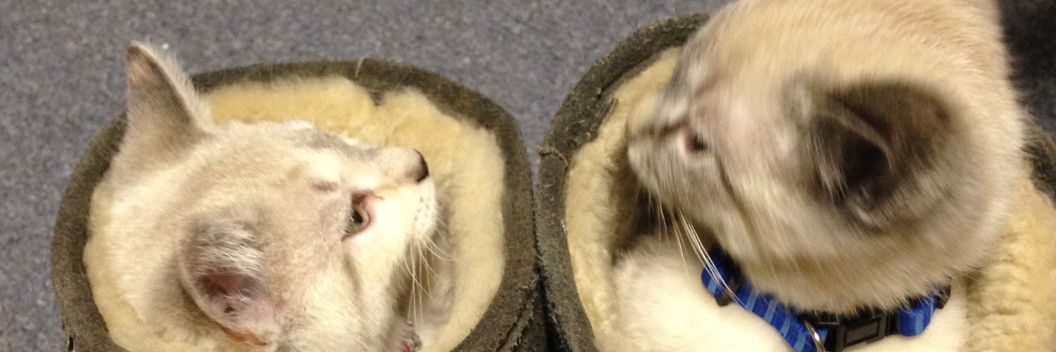 Mikan (Average FF14 Lover) banner