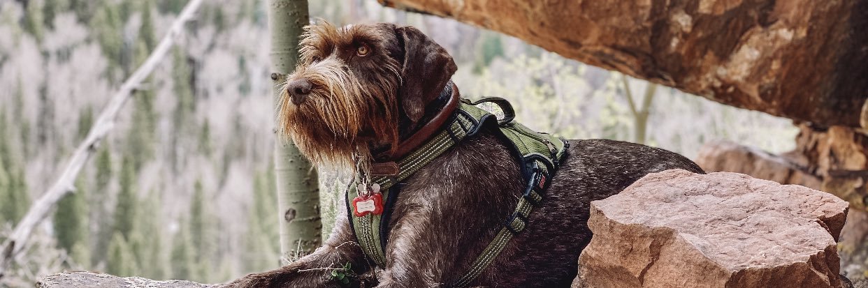 aaron ripkowski banner