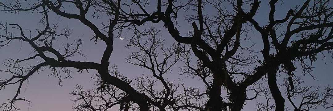 paulabrantes's profile banner image