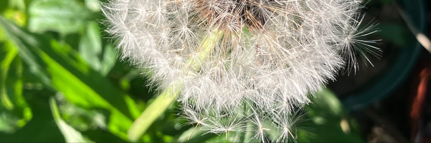 gracielands's profile banner image