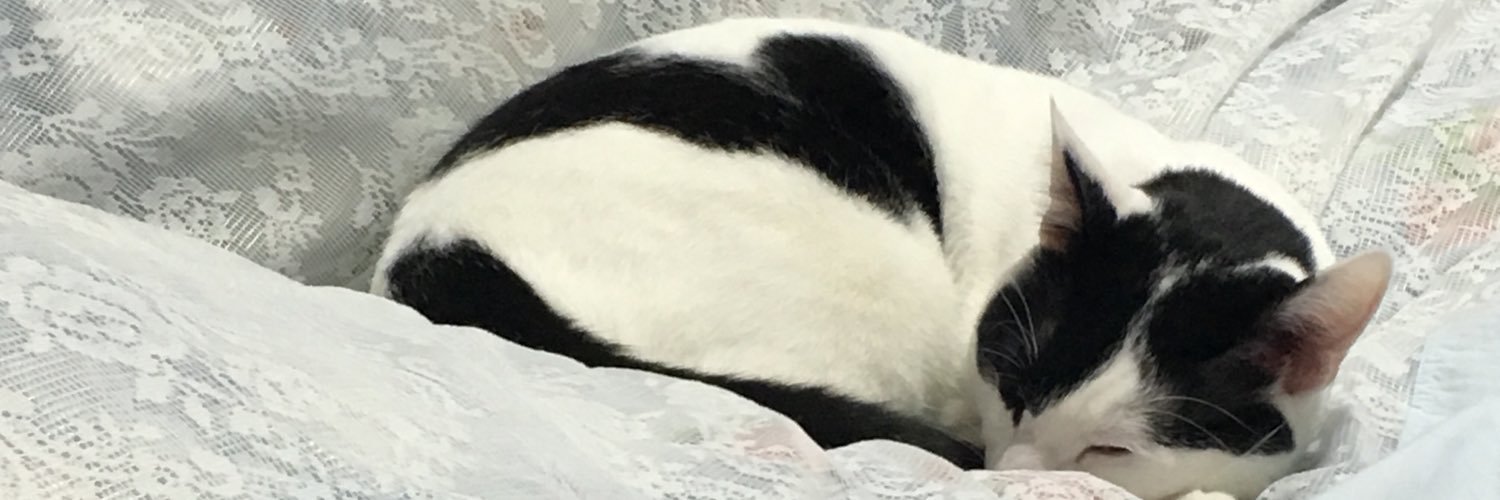 chiduchizu's profile banner image