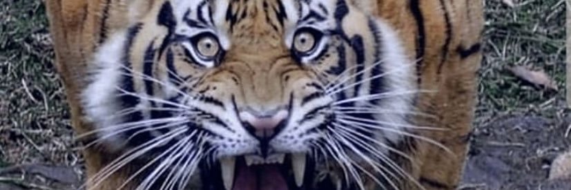 iwillbasham's profile banner image