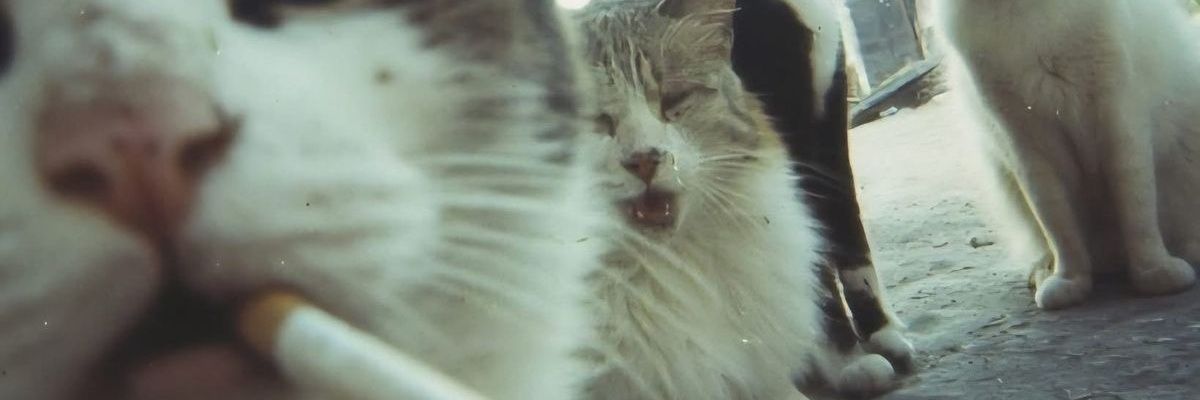 AldoCoello's profile banner image
