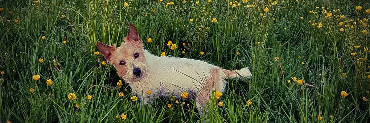 sazzabox's profile banner image