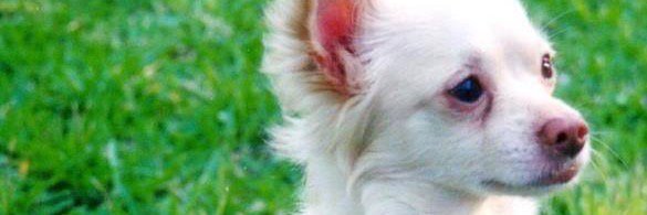 SappyPetLoss's profile banner image