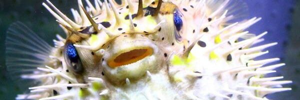 🐡BalloonFish banner