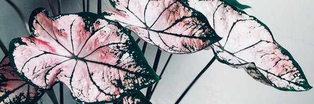 millarocha's profile banner image