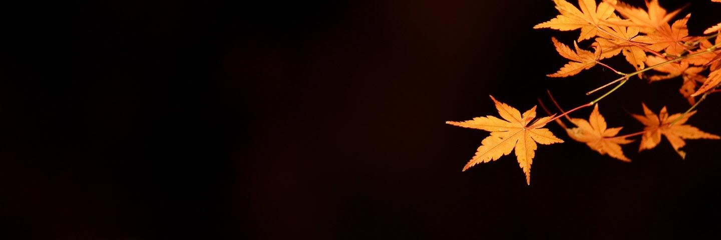 sobayalization's profile banner image
