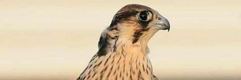 Alqalaeed's profile banner image