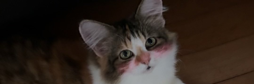 zzvn_X's profile banner image