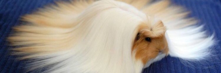 Jose_N_H's profile banner image