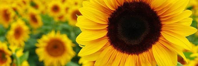 zhie_sha's profile banner image