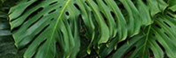 capuletdesign Profile Banner