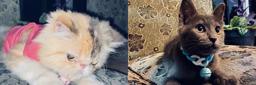 gyta🍓 banner