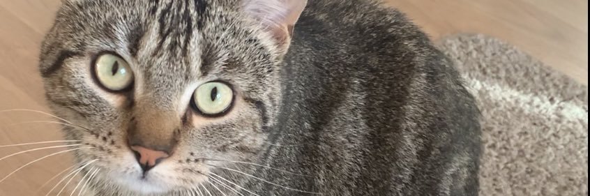 marieecha's profile banner image
