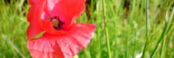 PoppyDanby Profile Banner
