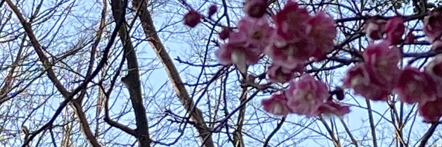 search_field_'s profile banner image