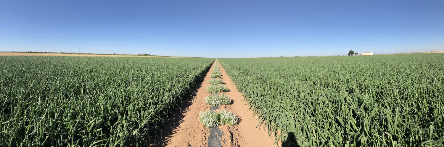 Javier Villegas banner